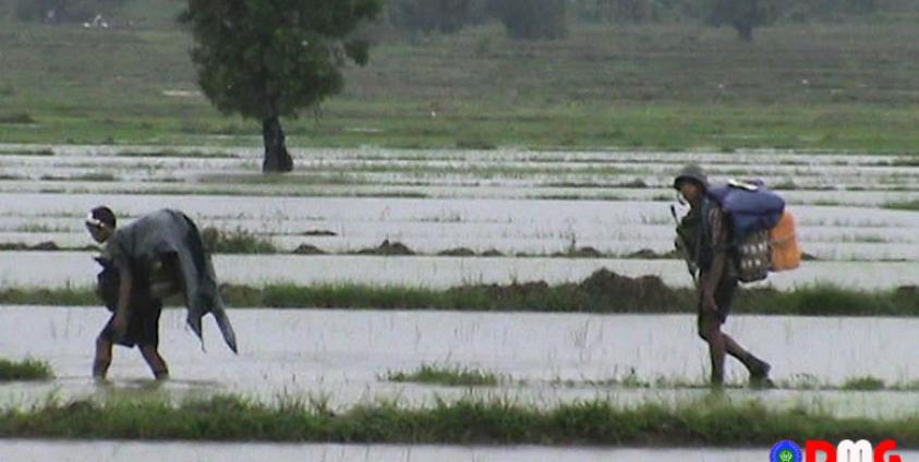A troop of Tatmadaw soldiers were patrolling in Kyauktaw Township. (Photo - DMG)