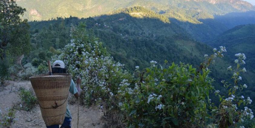 Hoya area (Photo – Sai Lin Lin Oo)