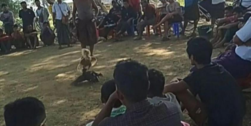 တောင်ကုတ်မြို့နယ် ကျေးရွာတစ်ခုတွင် စစ်ကောင်စီတာဝန်ရှိသူများက လောင်းကြေးယူပြီး  ပြုလုပ်နေသည့်ကြက်ဝိုင်း