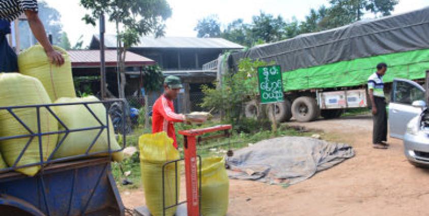 ရာသီချိန်ထွက် သီးနှံများကို ဝယ်ယူသူများက အချိန်ကာတစ်ခုအတွင်းသာ ဝယ်ယူကြသည်။ (ဓါတ်ပုံ-စိုင်းလင်းလင်းဦး)