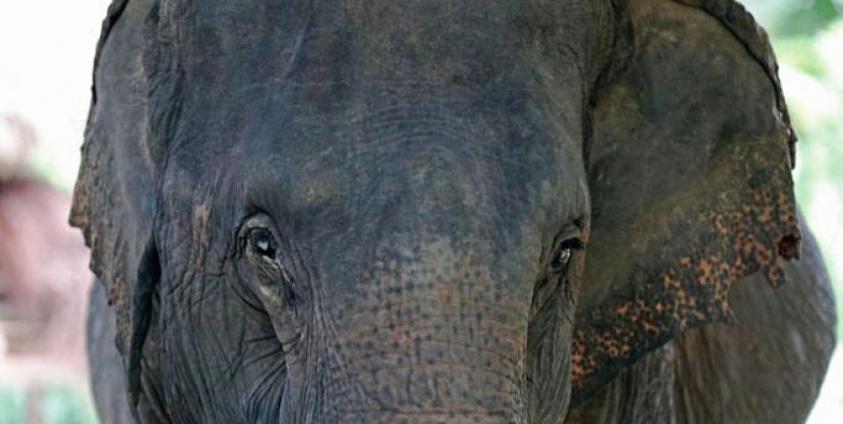An elephant at Nag Laik Elephant Conservation Based Tourism Camp in Naypyitaw, Myanmar. Photo: Hein Htet/EPA
