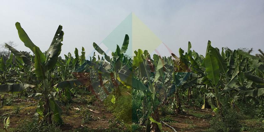 Photo of Feb. 16, 2019 shows Chinese tissue culture bananas in Aung May Thit village, Waingmaw township, Kachin State