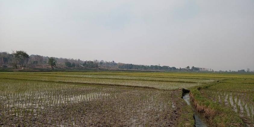 မိုးဗြဲအနီးရှိ နွေစပါးစိုက်ခင်းတစ်ခုကို မြင်တွေ့ရစဉ် ပုံ… KT