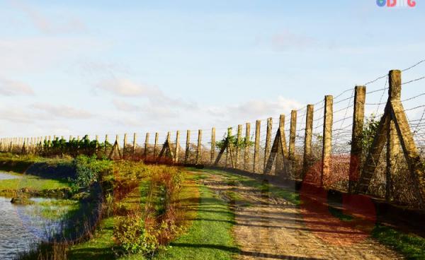 မြန်မာ-ဘင်္ဂလားဒေ့ရှ်နယ်စပ် ခြံစည်းရိုးကို တွေ့ရစဉ်။