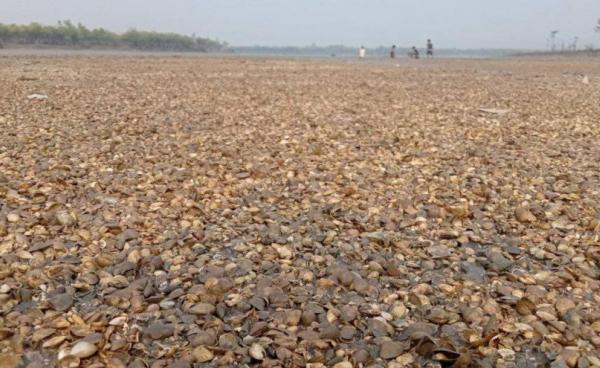 အမ်းမြို့နယ်၊ ကျားအိုချောင်းတွင် ခုံး(ဂုံး)ကောင်များ သေဆုံးနေမှုကို ဧပြီလအတွင်းက တွေ့ရစဉ်။ ဓာတ်ပုံ - ကိုမျိုးလွင်