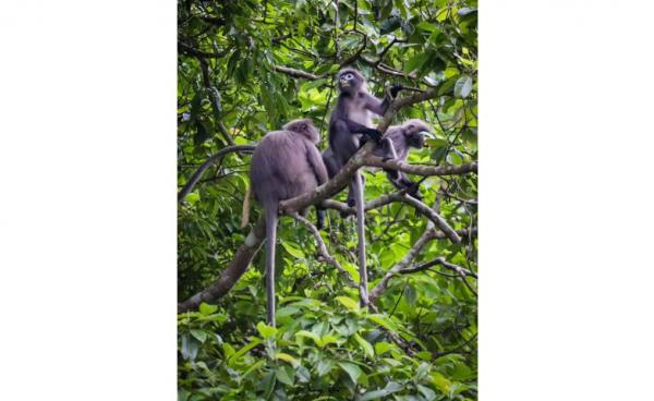 တိုးနိုင်ထွန်း ( Wildlife Photographer )