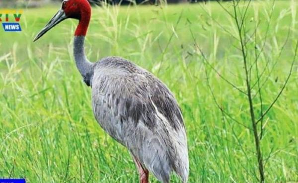 မျိုးသုဉ်းမည့်အရေးနှင့် ကြုံနေရသည့် ကြိုးကြာခေါင်းနီငှက်  ဓာတ်ပုံ - ကမ္ဘာ့ သားငှက်ထိန်းသိမ်းရေးအဖွဲ့ (မြန်မာအစီအစဉ်) WCS