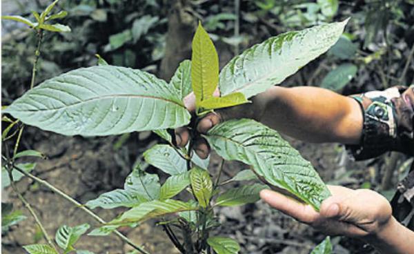 ဘိန်းစာရွက် (MNA)