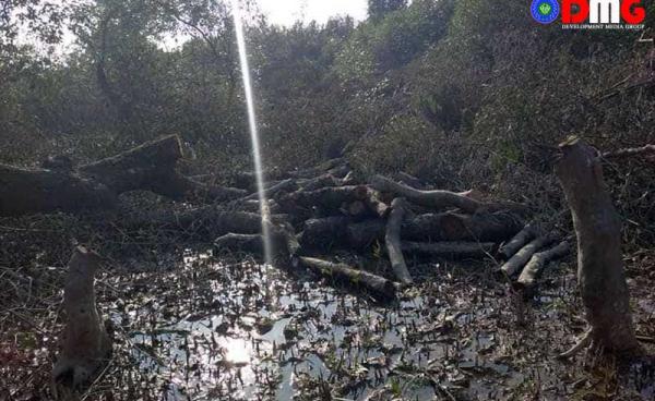 ငပြီကျွန်းကျေးရွာတွင် ခုတ်လှဲခံထားရသည့် ဒီရေတောများကို တွေ့ရစဉ်။ (ဓာတ်ပုံ - DMG)