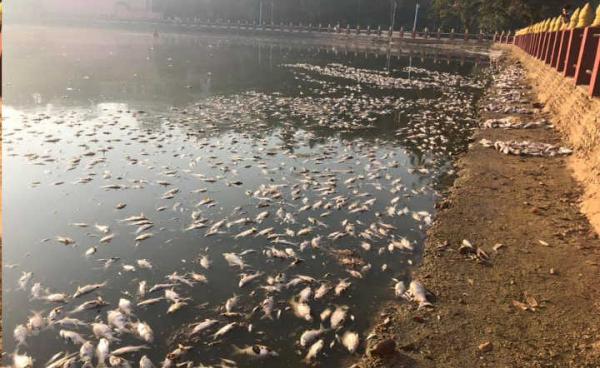 ရေမြို့လယ်ကျုံးအတွင်း ငါးများသေဆုံးခဲ့ပုံ(Aung Naing Win)