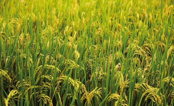  စပါးသီးချိန် မြင်တွေ့ရစဉ်(Internet)