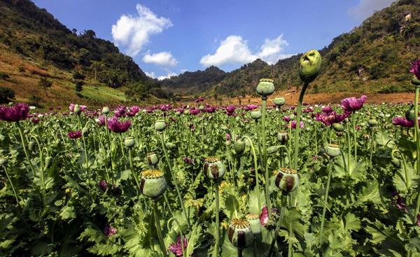 Opium poppies ready to be processed into heroine at a poppy field near Pekon township, southern Shan State, Myanmar, 20 December 2015. Photo: Hein Htet/EPA