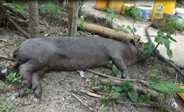 ဝက်နာကျပြီး မစာမစားနိုင် လှဲနေတဲ့ ဝက်ကို ဒီးမော့ဆိုမြို့နယ် ဒေါငံရောက်ရွာတွင် မြင်တွေ့ရစဉ်။ (ဓါတ်ပုံ – အန်ထော်နီ)