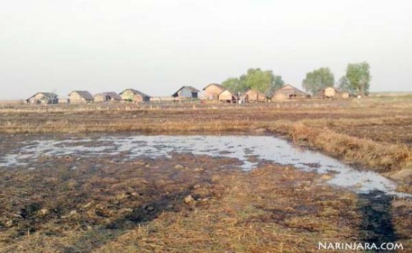 Ruined Paddy Fields in Sar-Pyin Village, Arakan State
