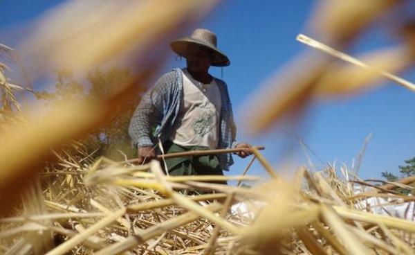 ဧရာဝတီတိုင်းအတွင်း စပါးများ ရိုက်သိမ်းအပြီး ခြွေလှေ့ နေကြသူများအားတွေ့ရစဉ်။ (ဓာတ်ပုံ - မင်းမင်း)