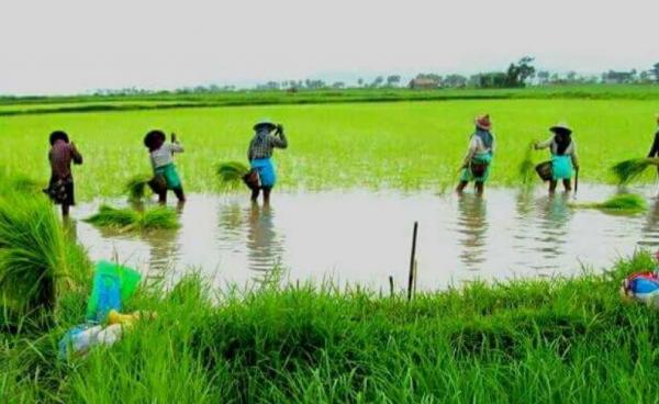 ဘီလူးကျွန်း မိုးစပါး (MRTV)