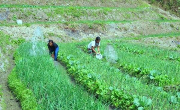 A plantation site in Chin State. Photo: Phyo Thiha Cho/Myanmar Now