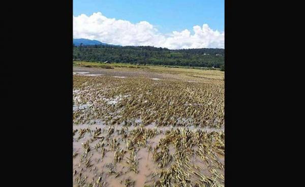 ရေကြီးမှုကြောင့်စပါးခင်းများ လဲကျပျက်စီးဆုံးရှုံးရ (photo/မိုင်းတုံသား )