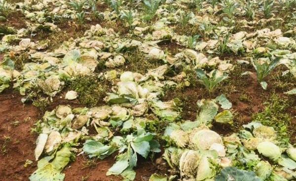 ၀ယ်သူ မရှိတဲ့ မုန့်လာထုပ်များ