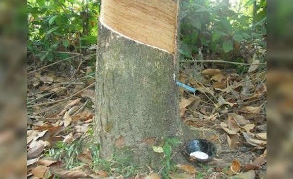 Latex in collected from rubber tree in Mon State (Photo – MNA)