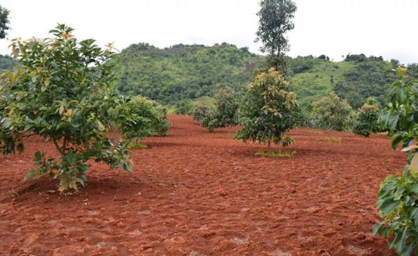 ဘိန်းအစားထိုး ထောပတ်ပင်များ (ဓာတ်ပုံ – မူအက်စတာ)