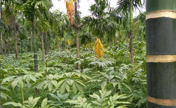 Photo- ရေးမြို့နယ်မှ ဝဥအပင်များ(MNA)