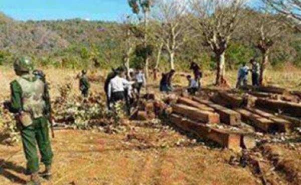 Confiscated padauk timber in Htee-thea-ka-loe Village, Kayah State