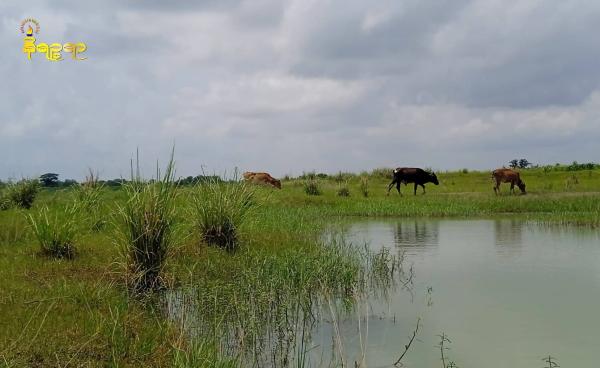 စစ်တွေကန်တော်ကြီးအတွင်း ဝင်ရောက်နေကြသည့်နွားများအား ဇွန်လ ၁၁ ရက် နေ့လယ်က တွေ့ရစဉ်။