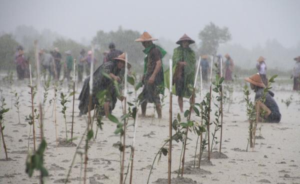 Workers tend to a community mangrove forest in An Din village (Photo – MNA)