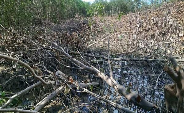 Caption: The mangrove forest near Kyaytaw village, Sittwe Township, has protected the village in the years since it was planted. (Photo: Ko Hla Tun)