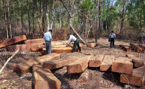 ၂၀၁၈ ခုနှစ် မေလ ၄ ရက်နေ့တွင် ကယားပြည်နယ် ဖားဆောင်းမြို့နယ်၊ နန်းကစ်ကျေးရွာအနောက်ဘက် (၁)မိုင်ခန့်အကွာ၌ ဖမ်းဆီးရရှိသည့် တရားမဝင်သစ်များ (ဓါတ်ပုံ-ကယားပြည်နယ်သစ်တောဦးစီးဌာန)