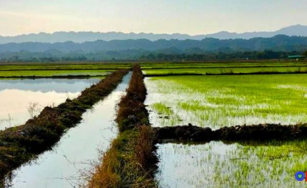 ပြီးခဲ့သည့်နှစ်က ကျောက်တော်မြို့နယ်တွင် စိုက်ပျိုးခဲ့သော နွေစပါးစိုက်ခင်းတစ်ခု