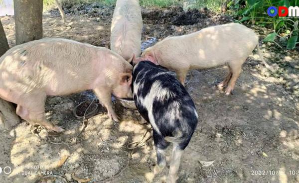 မြောက်ဦးမြို့နယ်၊ ဥက္ကံရွာတွင် မွေးမြူထားသည့် ဝက်များအား တွေ့ရစဉ်။