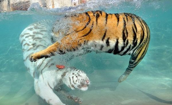 Fighting between a white tiger and the yellow tiger. In Shan State the Shan Nationalities Democratic Party’s logo is the white tiger and its rival sister organization, the Shan Nationalities League for Democracy’s is the (yellow) tiger’s head. (Photo: www.dailymail.co.uk)
