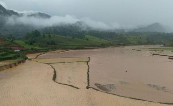 လိုဘာခိုဒေသခံများ စိုက်ပျိုးထားသော စပါးခင်းများ ရေလွမ်ကာ ပျက်စီးသွားသည်။(ဓါတ်ပုံ-နော်ဒွေးအယ်ခူ)