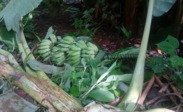 ဆင်ဖျက်ထားသည့် ငှက်ပျောခင်း (ဓါတ်ပုံ- ဦးစောမြတ်လှိုင်)