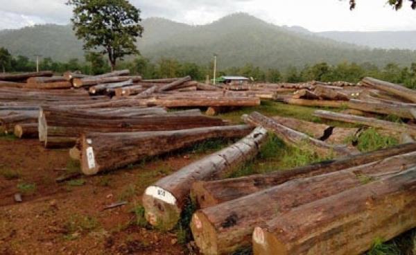 ၂၀၁၄-၂၀၁၅ ဘတ်ဂျတ်နှစ် အတွင်းထုတ်လုပ်ခဲ့သည့်စ်များ ဖားဆောင်းမြို့ ပါပု သစ်ဆိပ်တွင် တွေ့ရပုံ (ဓါတ်ပုံ - စိုင်းလင်းလင်းဦး)