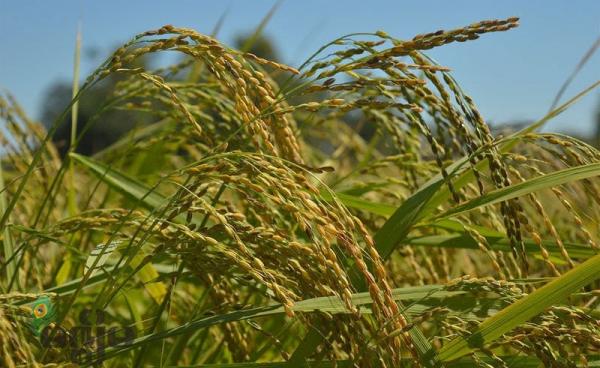 Rice farmers in Rakhine State face problems as the paddy price has dropped. Photo: RiA