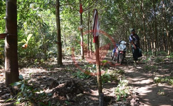 ဓါတ်အားလိုင်းဖြတ်သန်းမည့် ရာဘာခြံတစ်နေရာ(MNA)