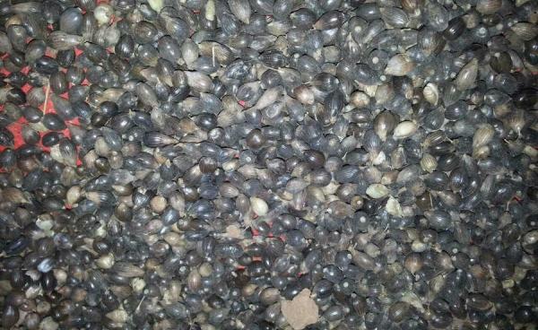 Kyake-Saet or Mat-Lway in Shan name 