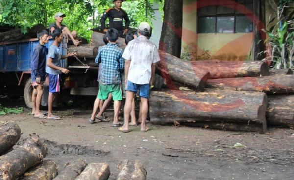 ဖမ်းဆီးထားသည့်သစ်များ(MNA)