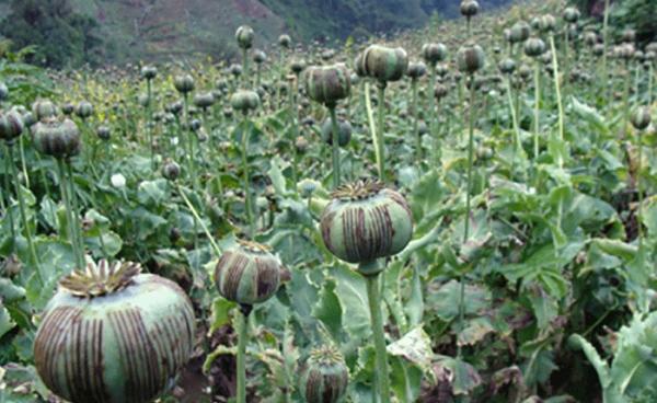 PJS to restart opium eradication this year