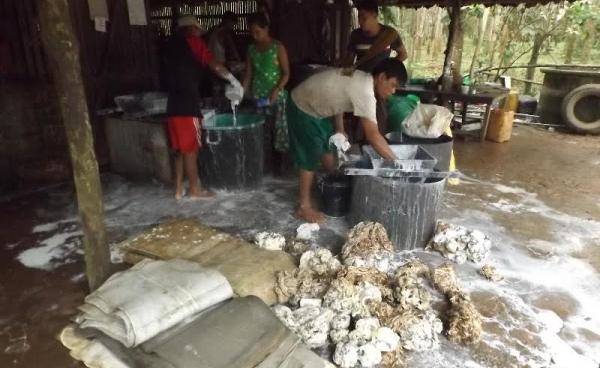 ရာဘာထုတ်လုပ်နေသည့် မိသားစု(MNA)