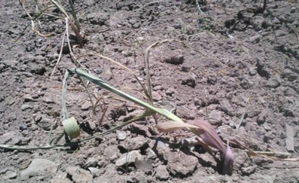 မိုးခေါင်သည့်အတွက် စိုက်ပျိုးထားသော စီပီပြောင်းခင်းများ ပျက်စီး (ဓါတ်ပုံ-ကေတီ)