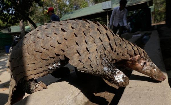 A male pangolin in its enclosure at Phnom Tamao Wildlife Rescue Center in Takeo province, Cambodia, 20 February 2016. Photo: Mak Remissa/EPA