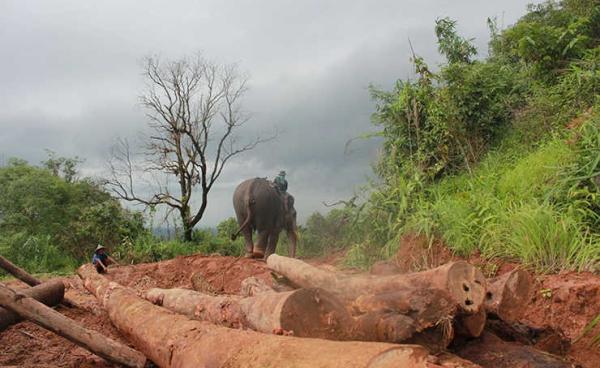 ကရင်ပြည်နယ် ကော့ကရိတ်မြို့နယ်ရှိ သစ်ထုတ်လုပ်ရေးစခန်းတစ်ခုရှိ သစ်ဆွဲနေသည့် ဆင်တစ်ကောင်အား တွေ့ရစဉ်။ ဓာတ်ပုံု - မဇ္စျိမ