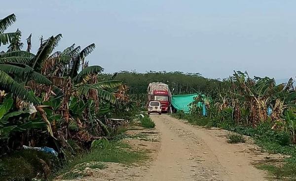  Chinese tissue culture banana plantation in Waingmaw township, Kachin State, northern Burma