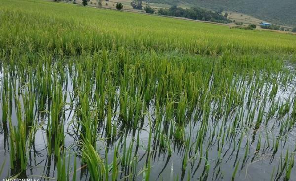 အနှံမထွက်သေးသည့် စပါးပင်များ ရေမြှုပ်နေပုံ