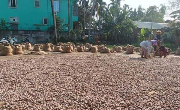 မွန်ပြည်နယ်မှ ကွမ်းသီးများ