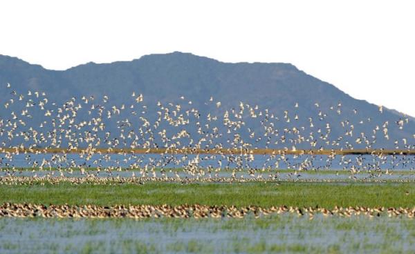 ဆောင်းခိုငှက်များ တွေ့ရစဥ် (ပုံဟောင်း)